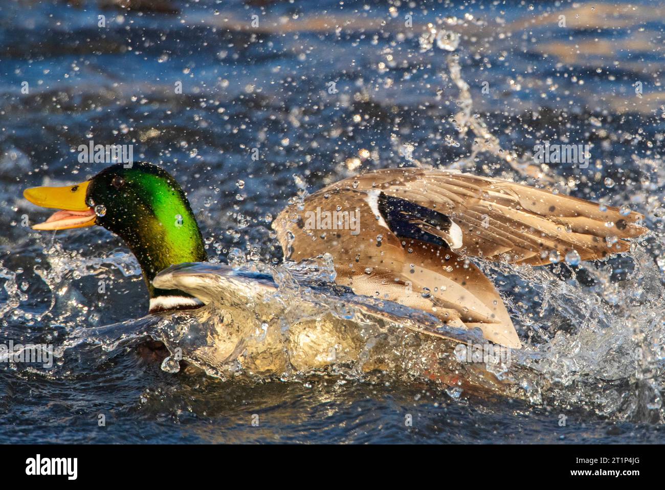 Mallard maschio (Anas platyrhynchos) allontanarsi da un altro maschio in un lago urbano a Katwijk, Paesi Bassi. Foto Stock