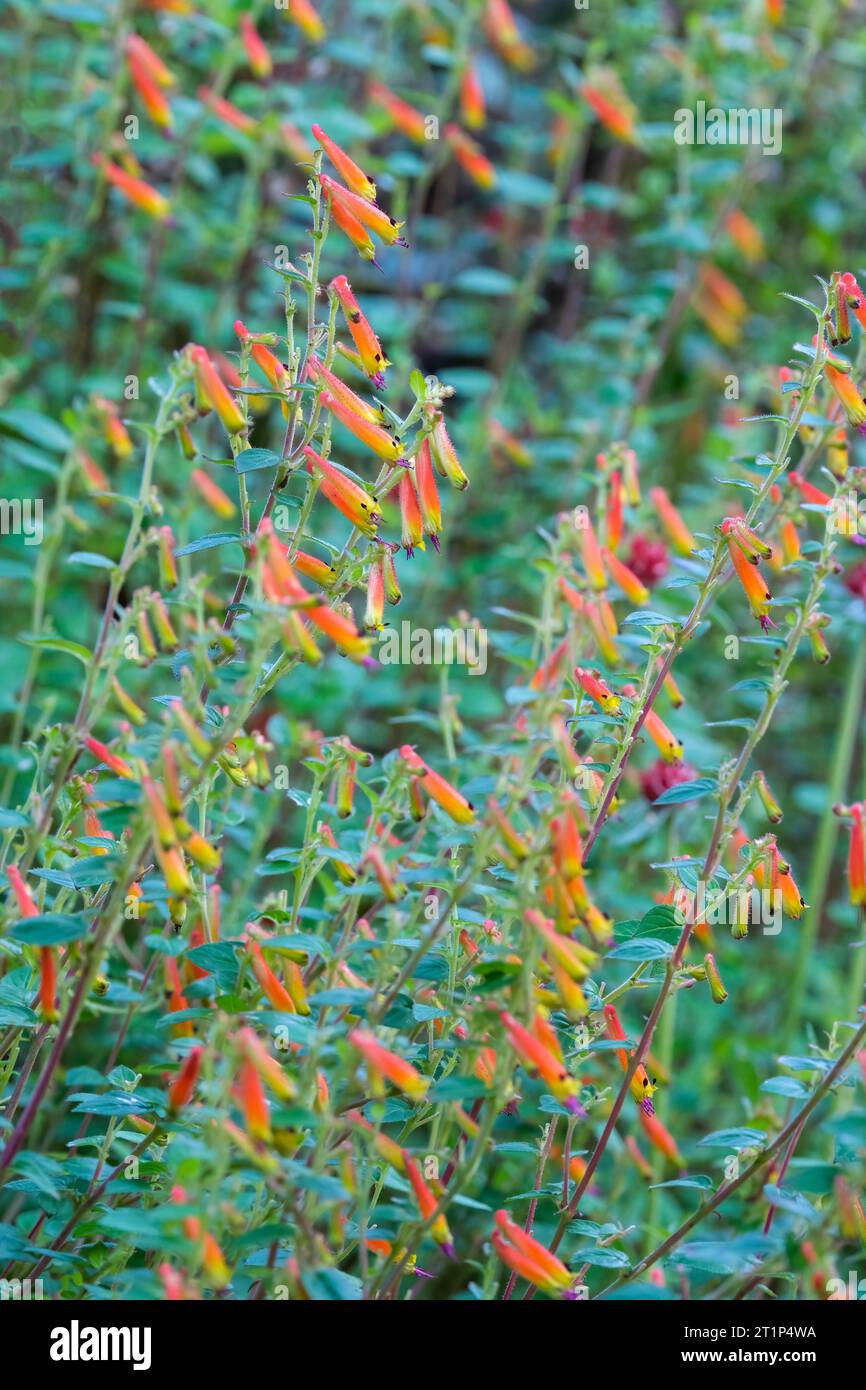Cuphea cyanea, perenne mezzo resistente con fogliame verde intenso, fiori d'arancio con punte gialle Foto Stock