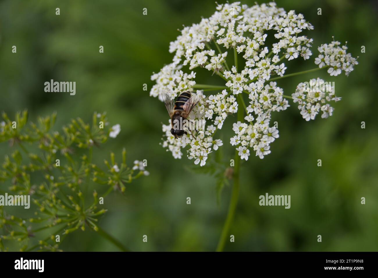 Biene auf Waldblume Foto Stock