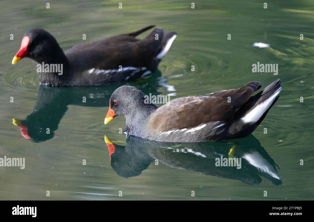 Il Moorhen è un membro comune della famiglia ferroviaria che si trova in tutti i corsi d'acqua del Regno Unito. Sono una vista comune su stagni, fiumi e canali. Foto Stock