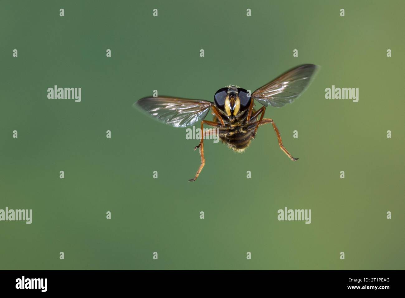 Große Torf-Schwebfliege, Weibchen, Flug, fliegend, Flugbild, Gelbband-Torfschwebfliege, Torfschwebfliege, grosse Torfschwebfliege, Sericomyia silentis Foto Stock