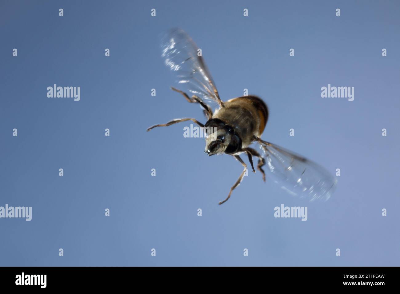 Große Bienenschwebfliege, Bienen-Schwebfliege, Mistbiene, Schlammfliege, Schlammbiene, Scheinbienen-Keilfleckschwebfliege, Drohnenfliege, Weibchen, FL Foto Stock