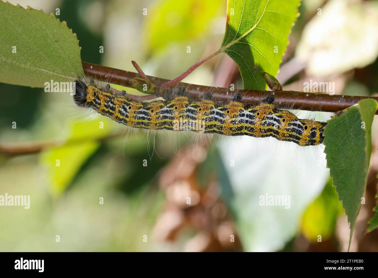 Mondvogel, Mondfleck, Raupe an Birke, Phalera bucephala, Buff-tip Moth, puntale, puntale, caterpillar, la Bucéphale, Zahnspinner, Notodontidae, ballo Foto Stock