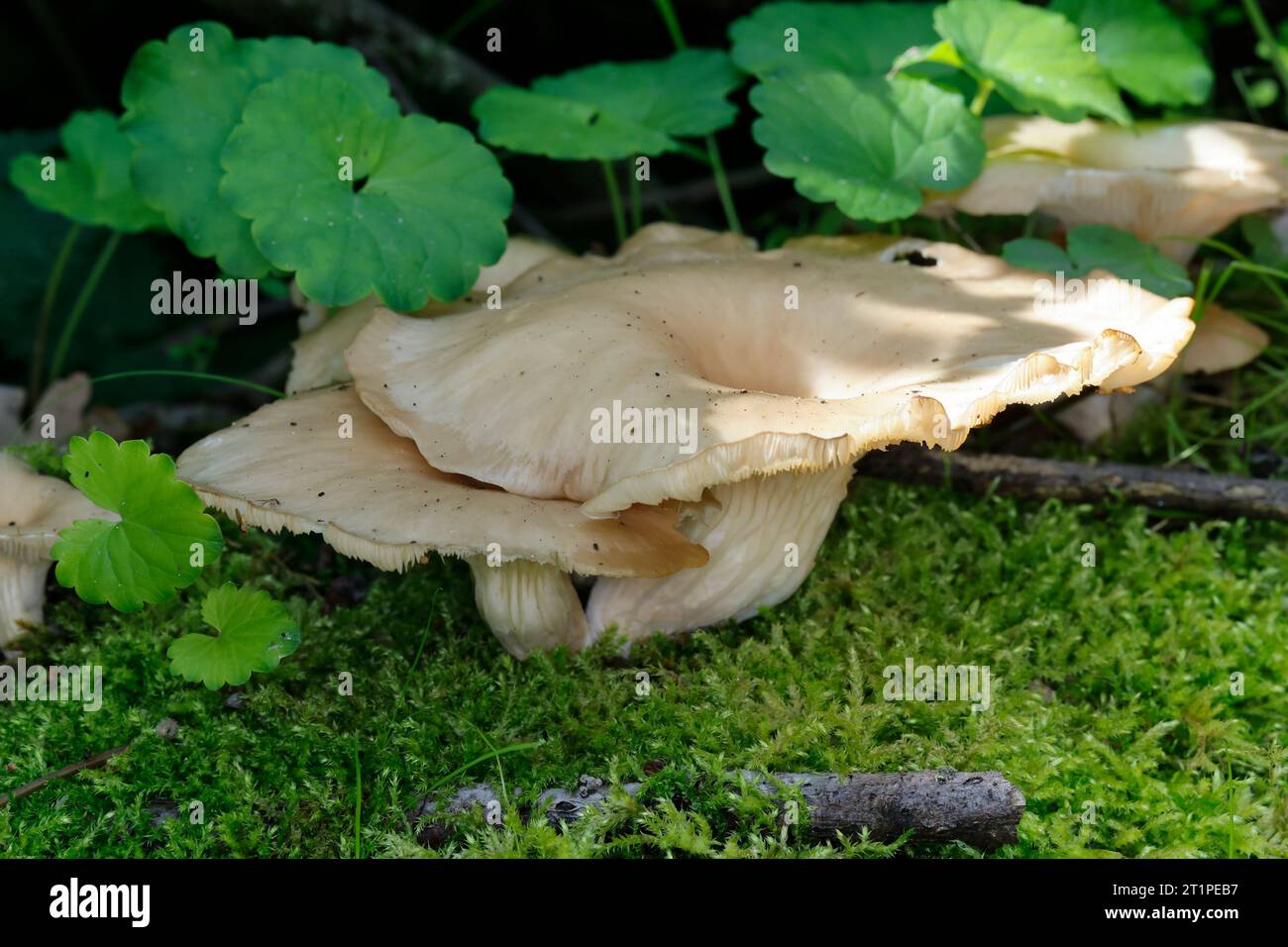 Rillstieliger Seitling, Verzweigter Austernseitling, wächst auf dem Stamm einer Weide, Pleurotus cornucopiae, Rill-stemmed Oyster funshroom, le pleurot Foto Stock
