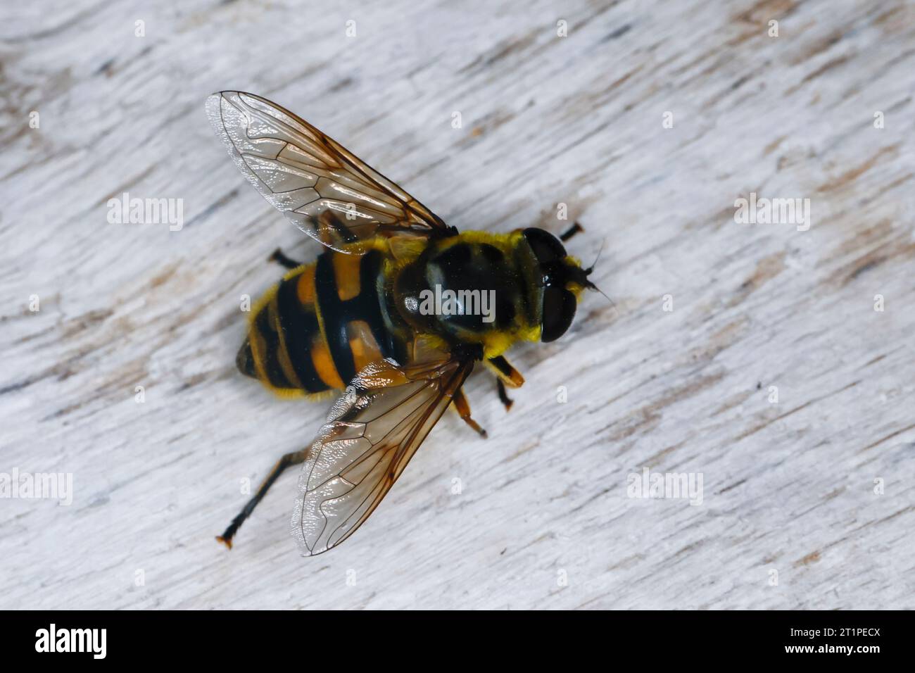 Totenkopfschwebfliege, Totenkopf-Schwebfliege, Weibchen, Gemeine Doldenschwebfliege, Dolden-Schwebfliege, Schwebfliege, Myathropa florea, Deathskull F. Foto Stock