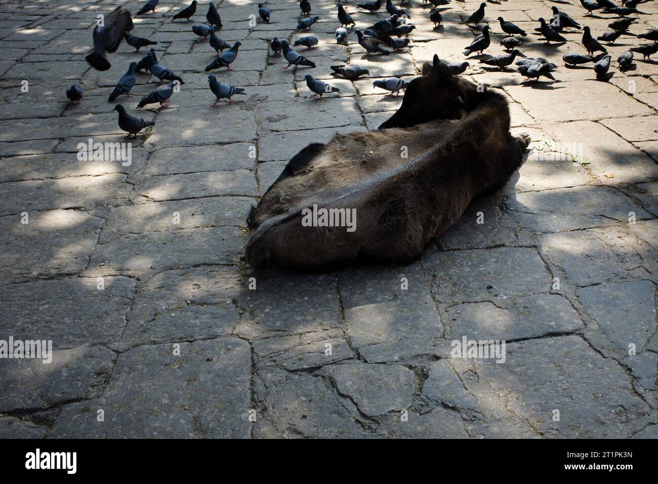 Mucca in una strada a Kathmandu, Nepal, Asia Foto Stock