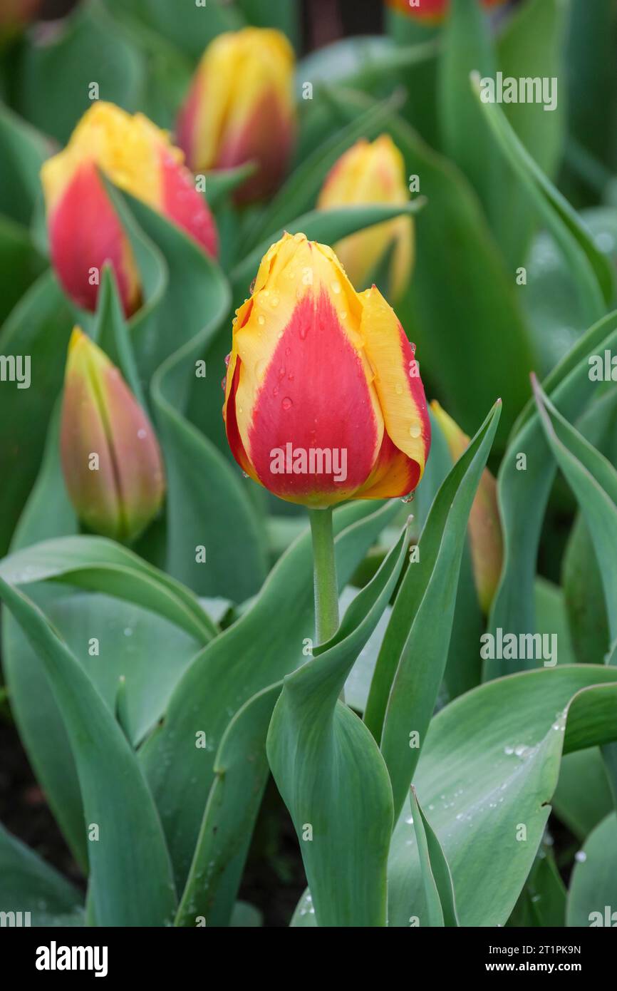Tulipa Keizerskroon, Tulip Keizerskroon, Corona dell'Imperatore di tulipani, singolo tulipano precoce, tepali cremisi con spigoli gialli larghi Foto Stock