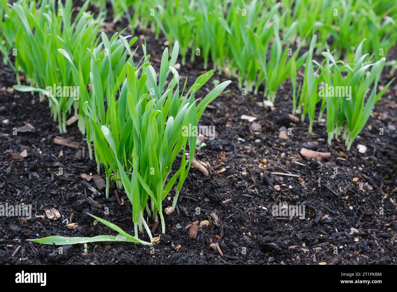 Orzo, Hordeum vulgare, pianta cerealicola della famiglia dell'erba, file di piante giovani che crescono in un letto Foto Stock