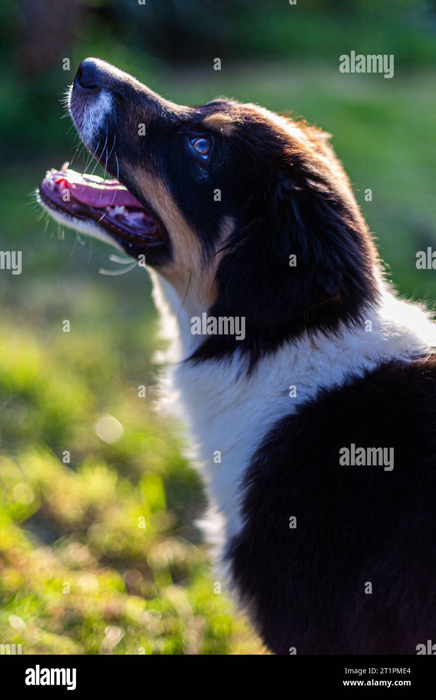 Primo piano di un cane bianco e nero che guarda in alto Foto Stock