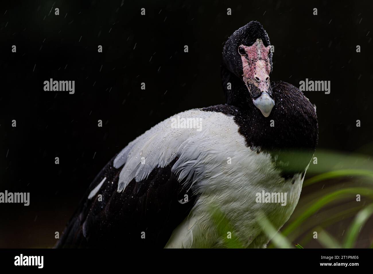 Anatra bianca e nera sotto la pioggia Foto Stock