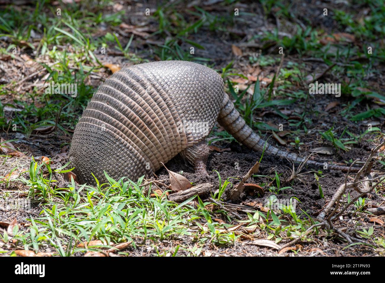 Armadillo sull'isola di Cumberland, Georgia. Foto Stock