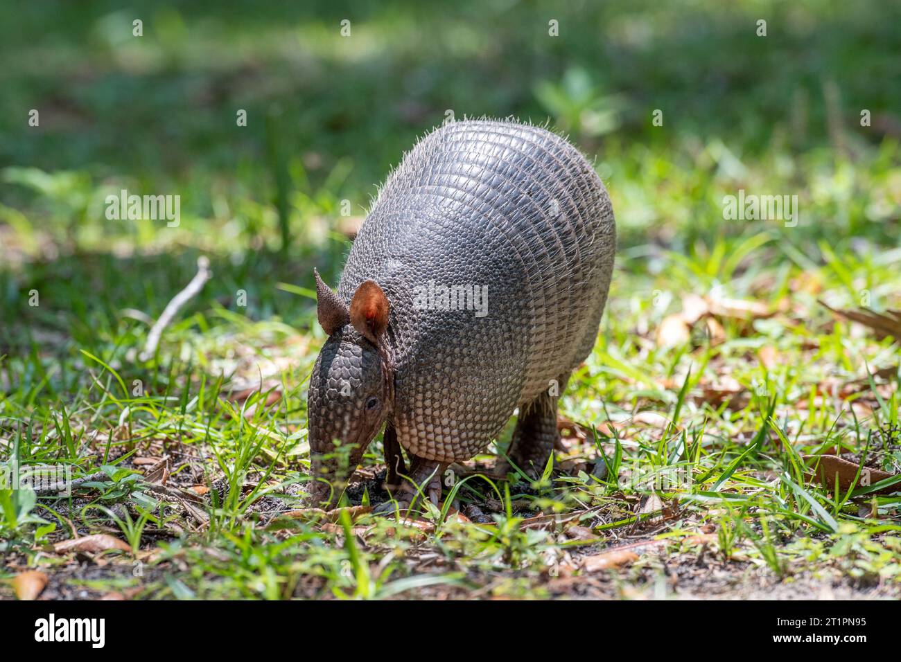Armadillo sull'isola di Cumberland, Georgia. Foto Stock