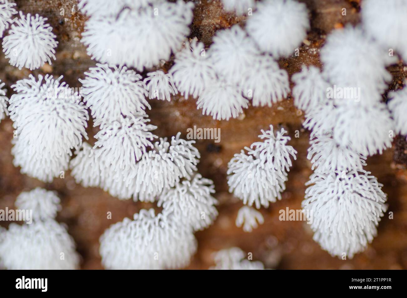 Primo piano delle dita ricoperte di spore della muffa corallina a nido d'ape, Ceratiomyxa fruticulosa, che cresce su un albero caduto in una foresta del Texas orientale. Foto Stock