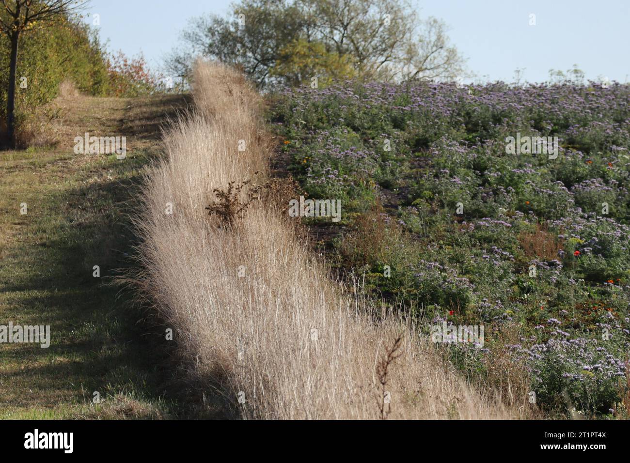 L'erba separa il sentiero dall'area coltivata Foto Stock