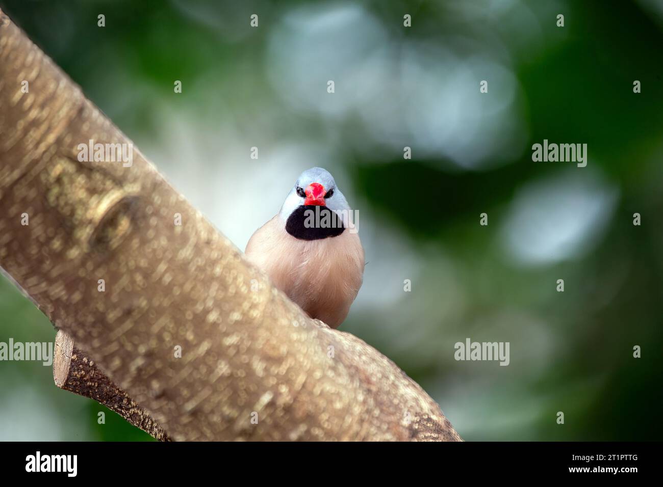 Il finch dalla coda lunga è un piccolo uccello colorato originario dell'Australia. È noto per la sua lunga e sottile coda, che può essere fino al doppio della lunghezza Foto Stock