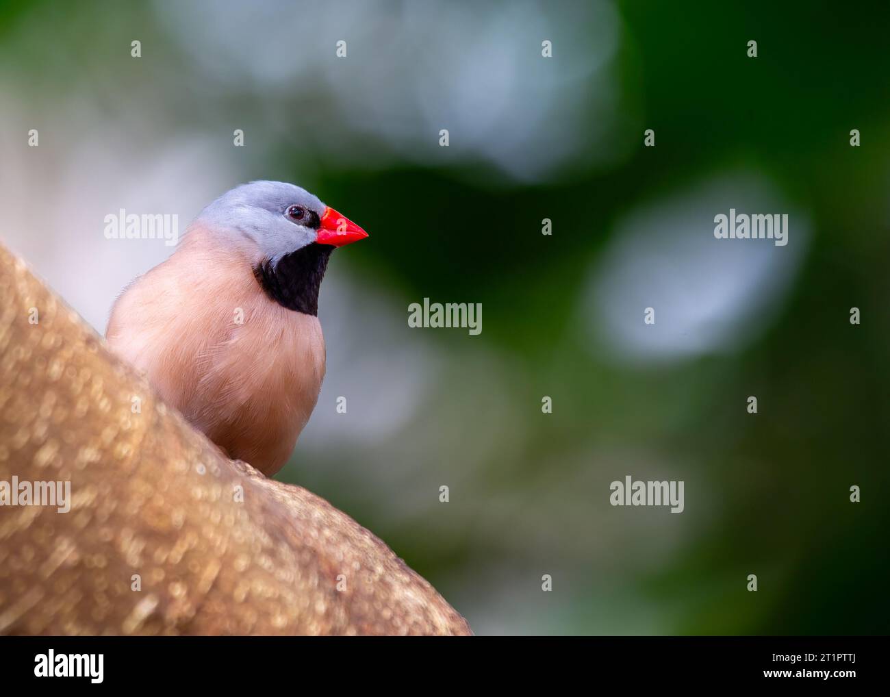 Il finch dalla coda lunga è un piccolo uccello colorato originario dell'Australia. È noto per la sua lunga e sottile coda, che può essere fino al doppio della lunghezza Foto Stock