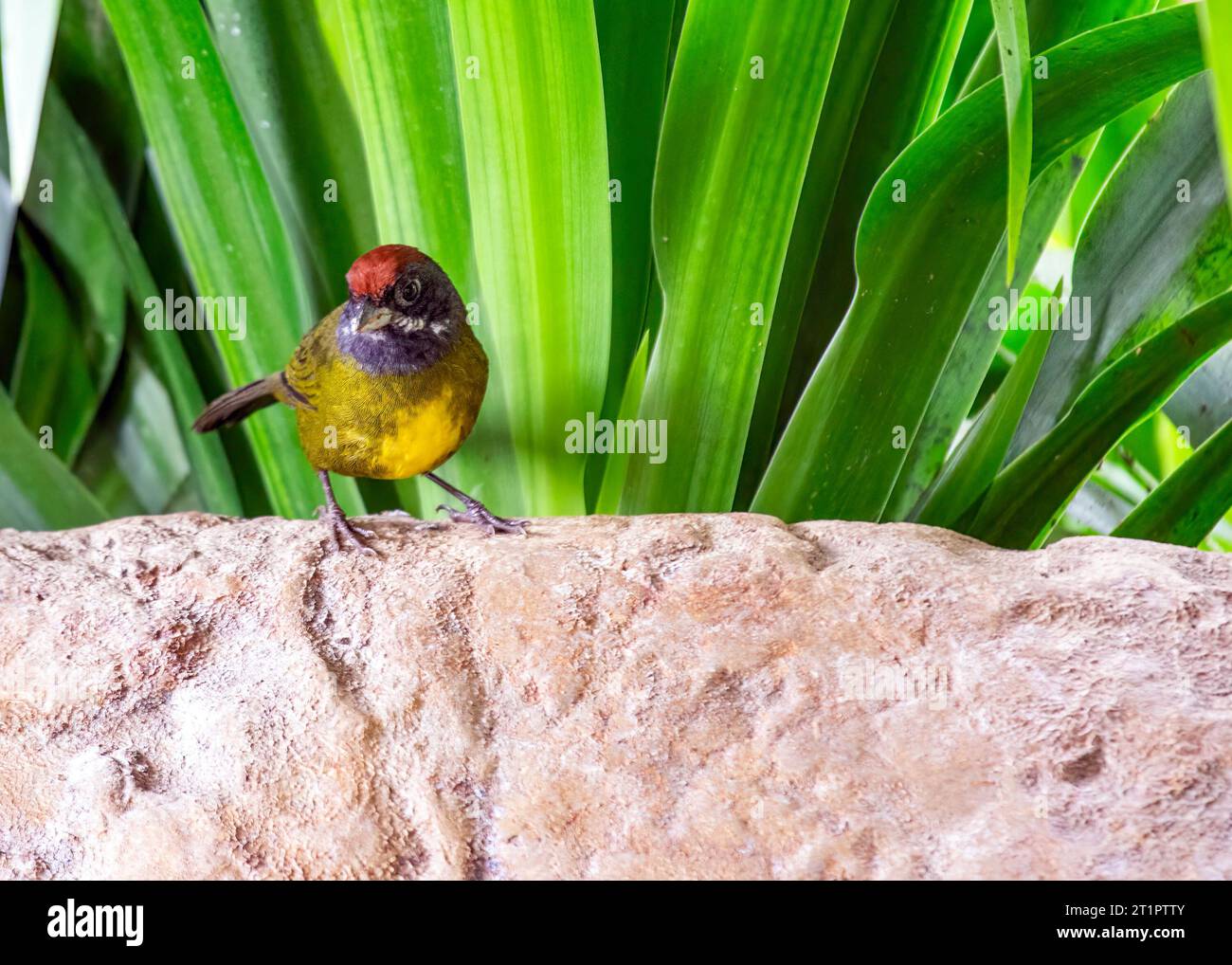 Il finch dal volto sooty è un piccolo uccello marrone che si trova in America centrale e meridionale. È noto per il suo viso e il suo petto scuri e per il suo essere giallo brillante Foto Stock