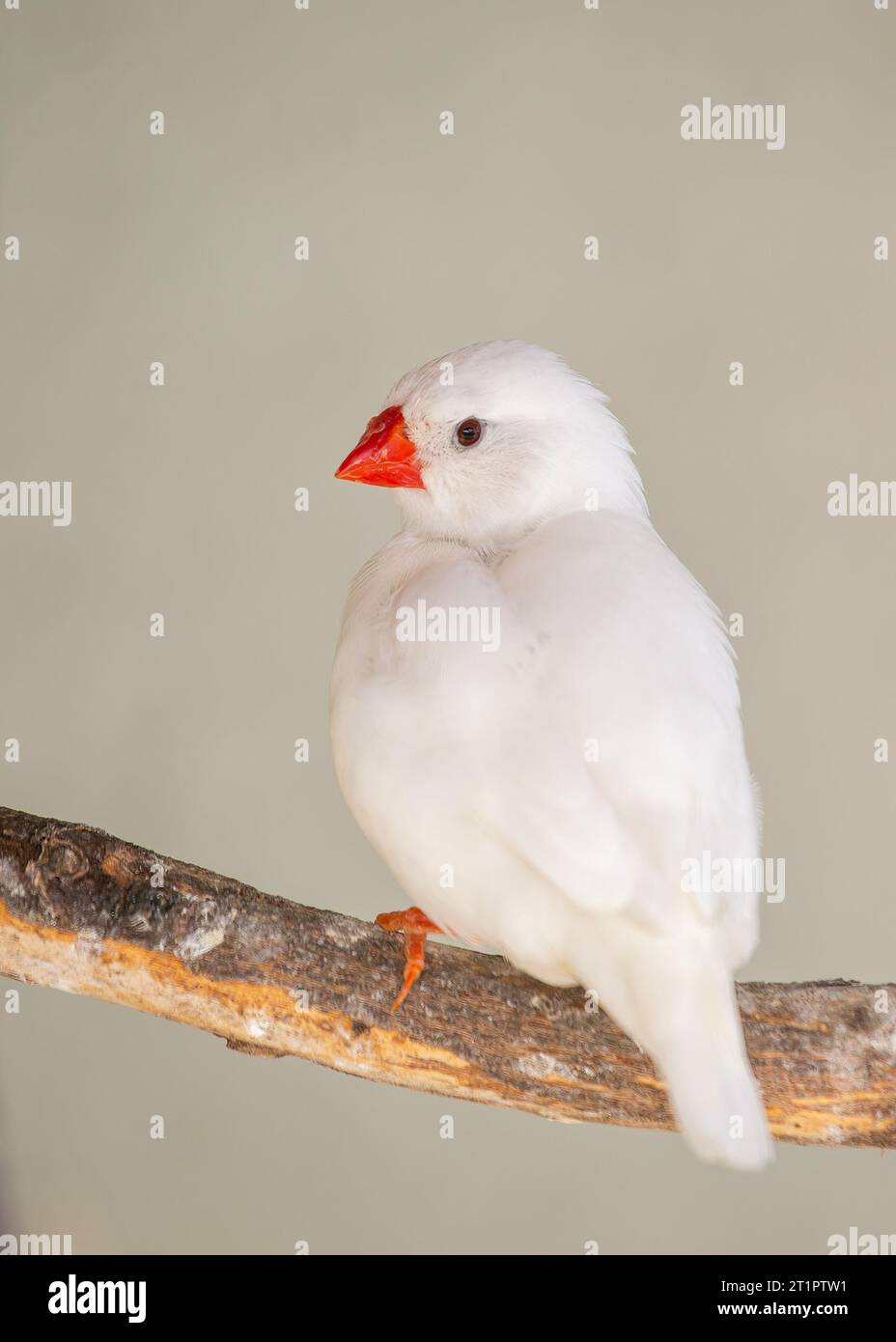 Il finch zebra è un piccolo uccello songbird colorato con un motivo simile a una zebra sul retro. È originario dell'Australia, ma è stato introdotto in molti altri Foto Stock