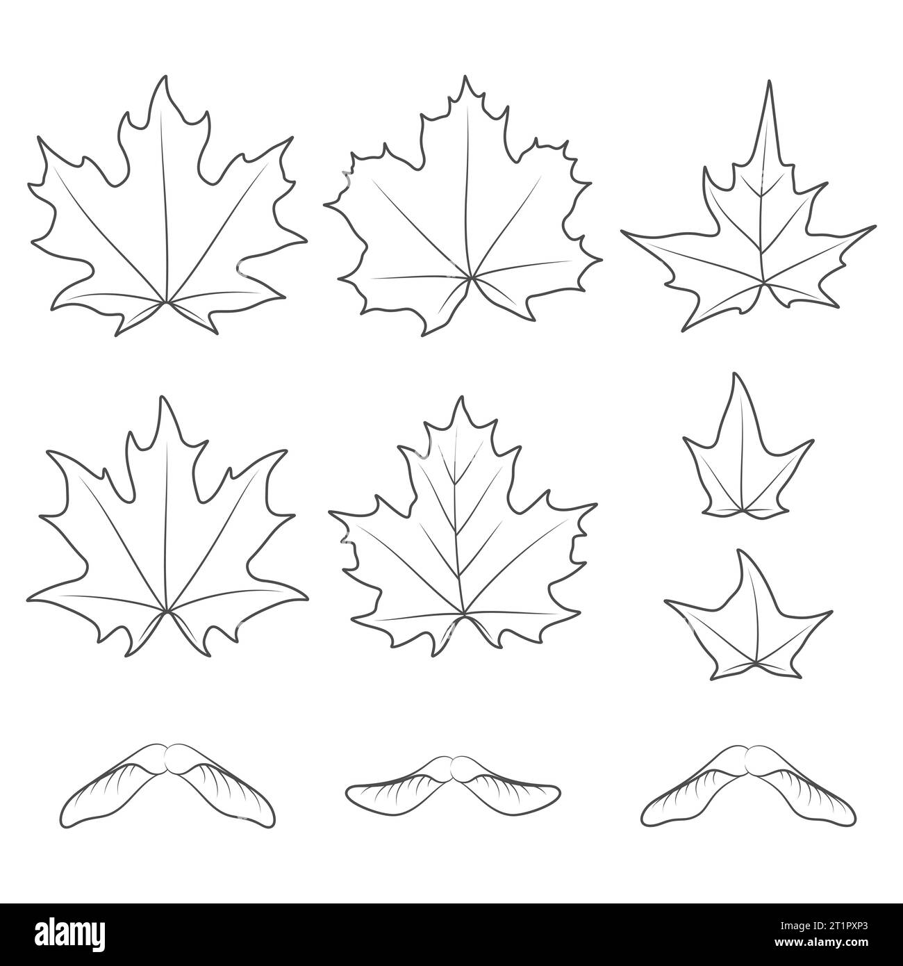 Set di illustrazioni in bianco e nero con foglie di acero e semi. Oggetti vettoriali isolati su sfondo bianco. Illustrazione Vettoriale