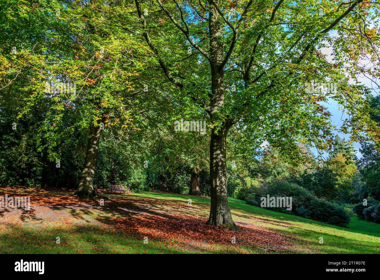 Colori autunnali al sole nel tardo pomeriggio. Foto Stock