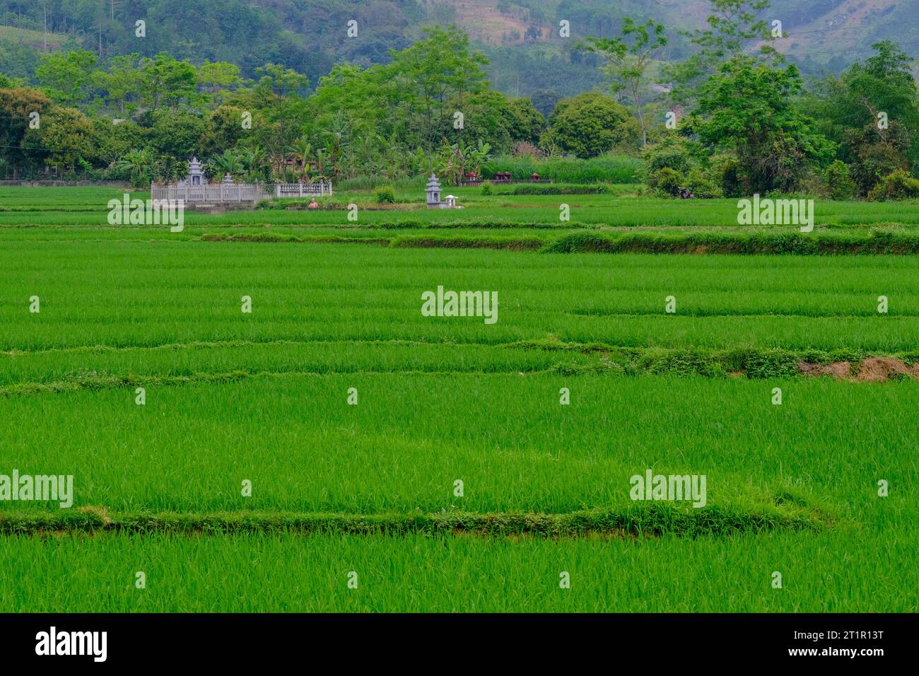 Vietnam, provincia di Lao Cai. Cimitero nel mezzo di Rice Paddy. Foto Stock