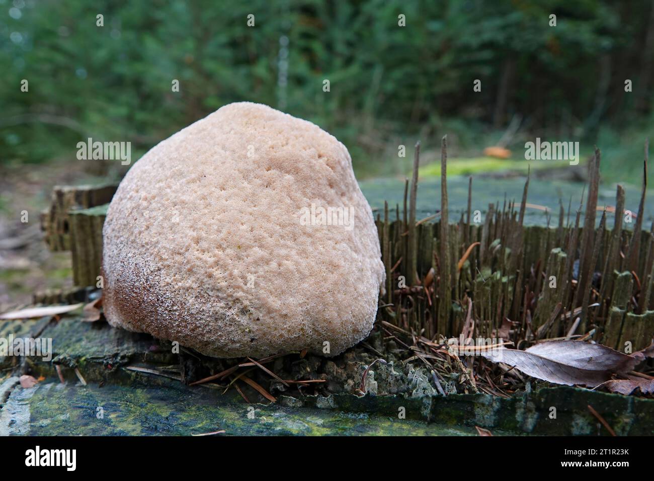 Primo piano naturale su un fungo con staffa in polvere di colore crema chiaro, ptychogaster Postia, che cresce su un albero-inciampo Foto Stock