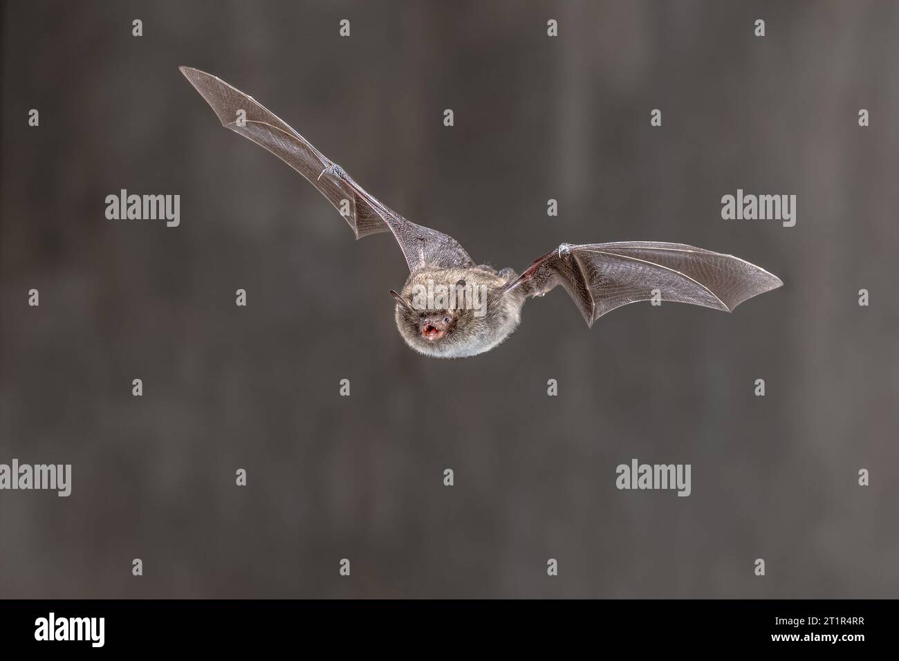 Pipistrello Daubentons (Myotis daubentonii) che vola nell'oscurità della notte. Il pipistrello di Daubenton è una specie di medie e piccole dimensioni. La morbida pelliccia del pipistrello è marrone Foto Stock