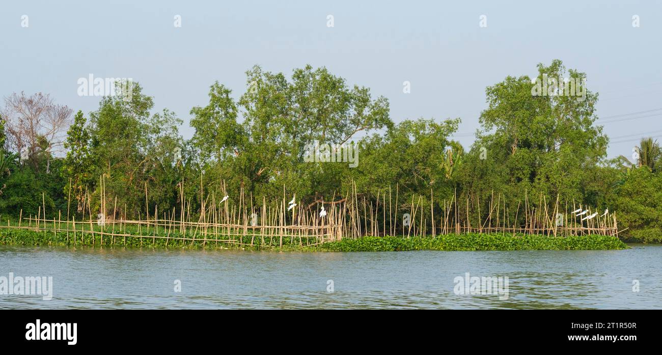 Giacinto d'acqua coltivato per ritardare l'erosione della riva del fiume Mekong, Vietnam. Foto Stock