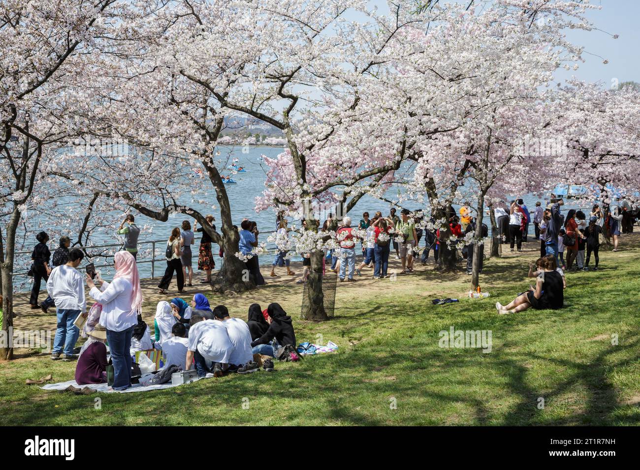 Famiglia musulmana che si rilassa sotto Cherry Blossoms, Tidal Basin, Washington, DC, USA. Foto Stock