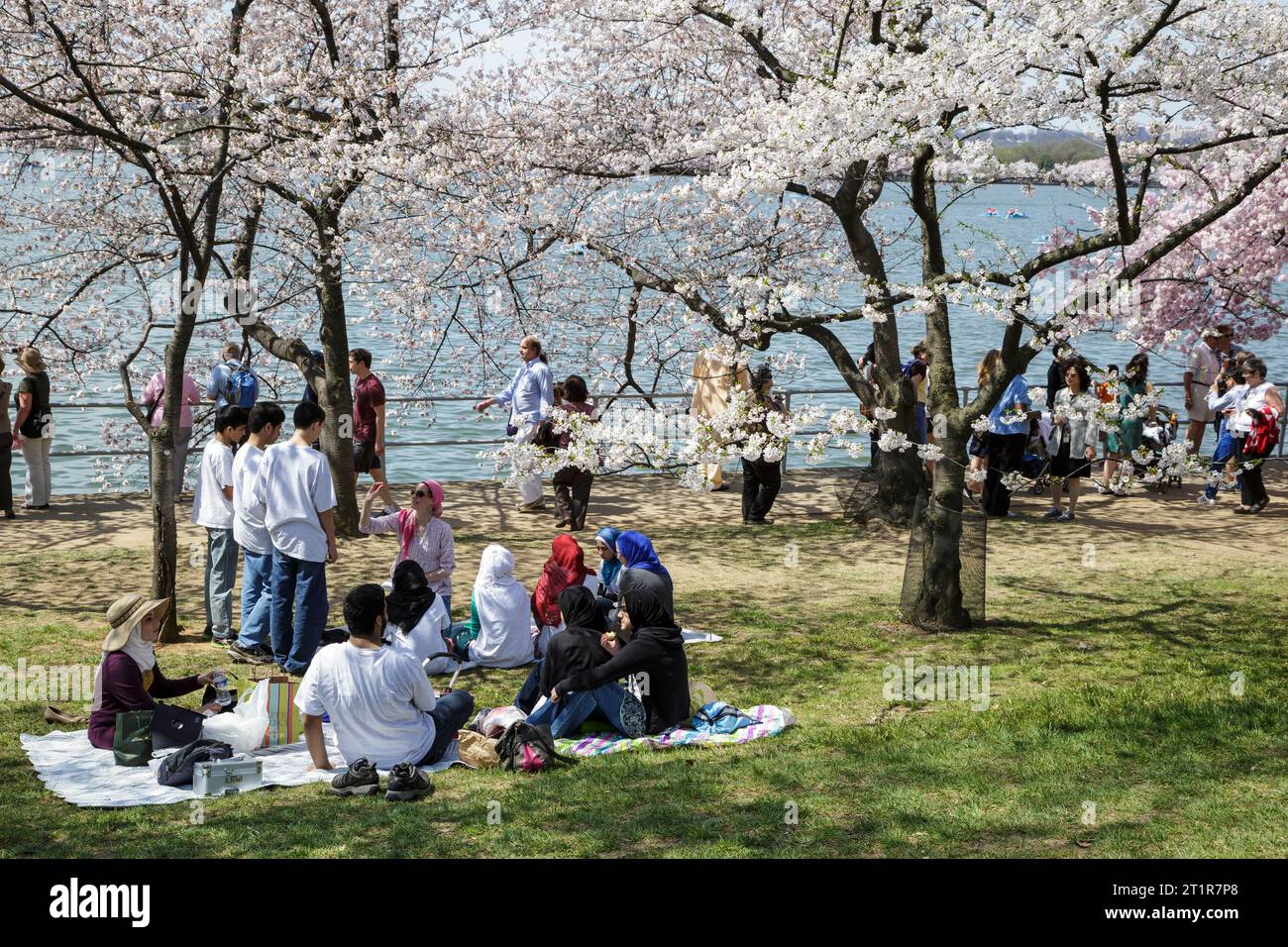 Famiglia musulmana che si rilassa sotto Cherry Blossoms, Tidal Basin, Washington, DC, USA. Foto Stock