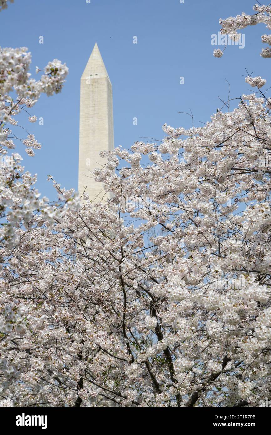 Cherry Blossoms, Washington Monument in background, Washington, DC, USA. Foto Stock