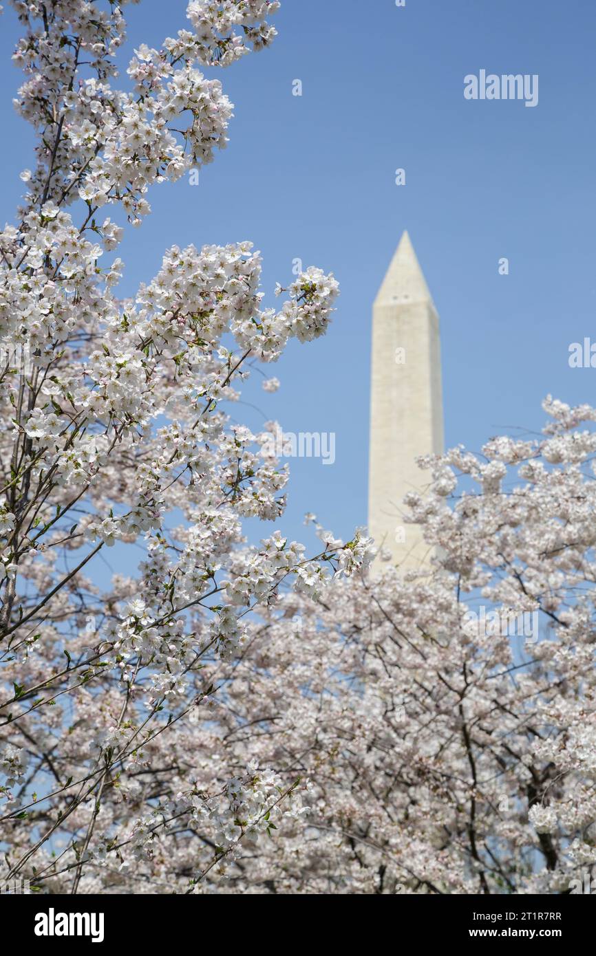 Cherry Blossoms, Washington Monument in background, Washington, DC, USA. Foto Stock