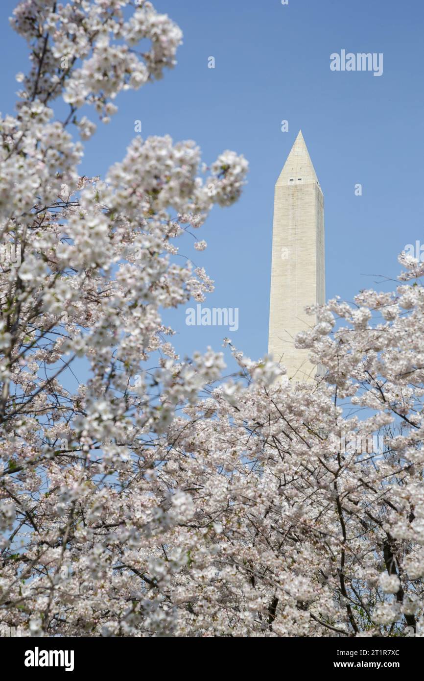 Cherry Blossoms, Washington Monument in background, Washington, DC, USA. Foto Stock