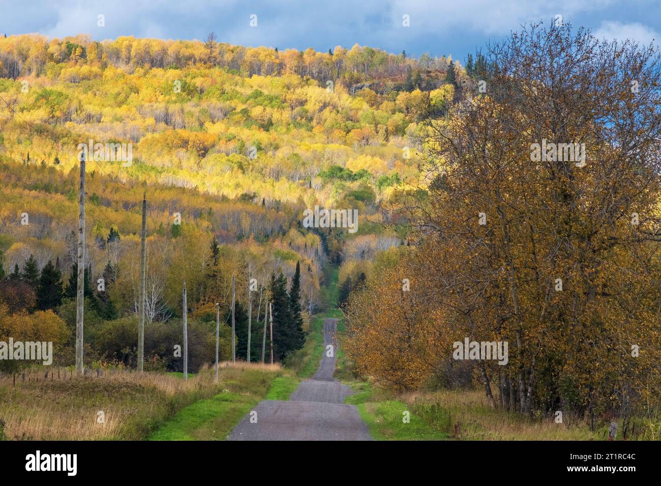 Fogliame giallo in autunno su una strada rurale vicino a Thunder Bay, Ontario, Canada Foto Stock