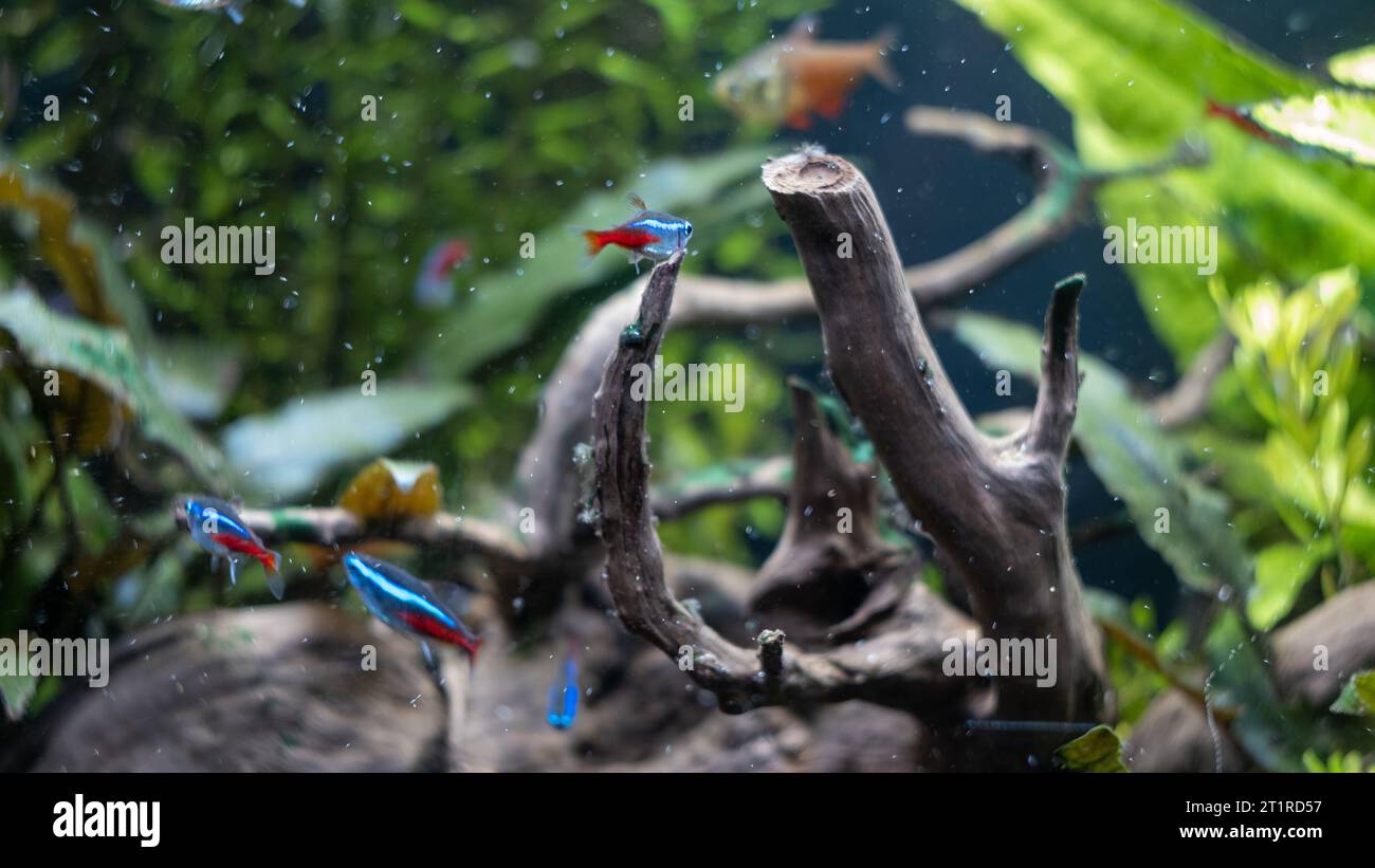 pesci dell'acquario che nuotano nell'acquario Foto Stock