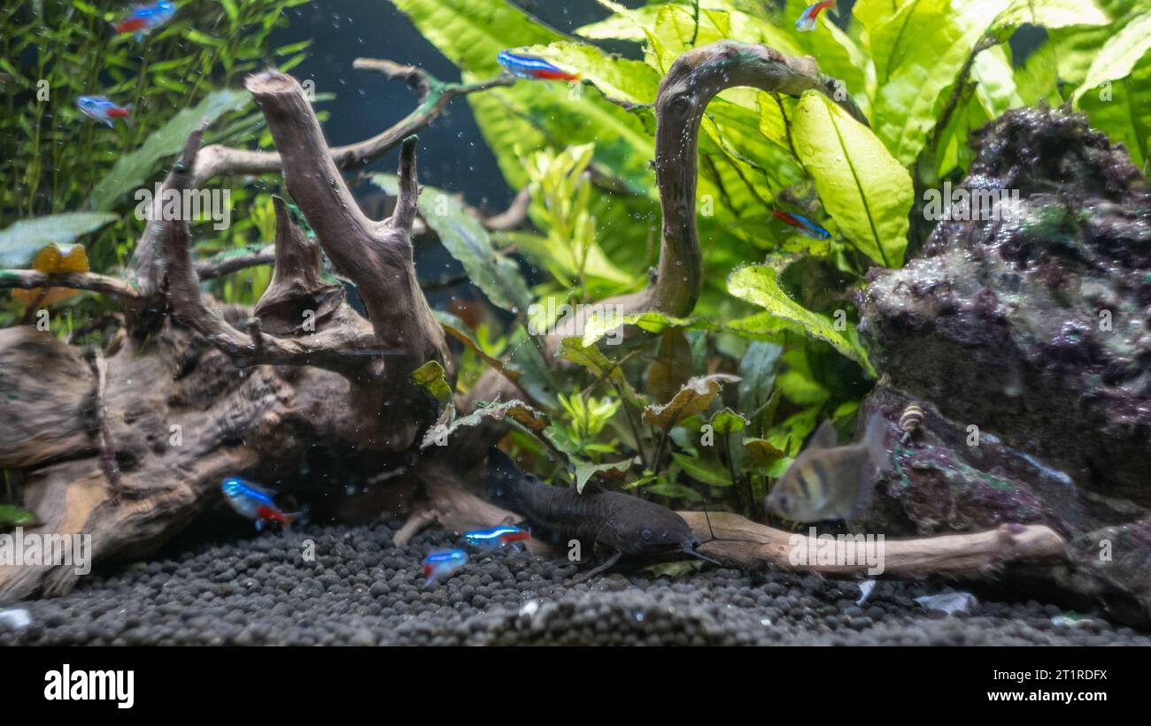 pesci dell'acquario che nuotano nell'acquario Foto Stock