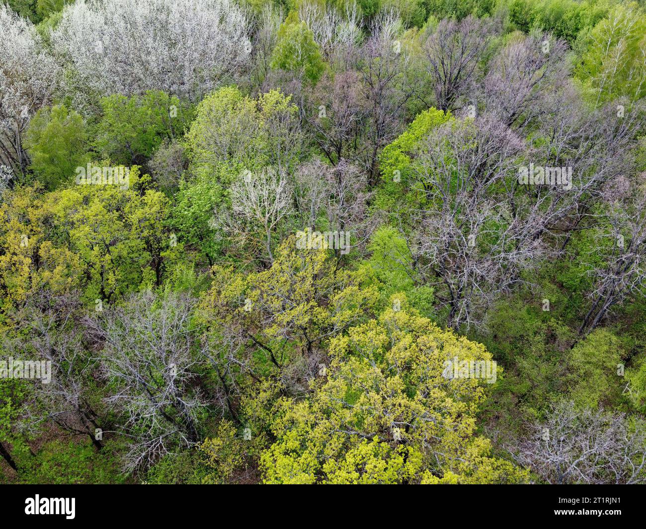 Una varietà di alberi nella foresta primaverile, vista aerea. Foresta di zona climatica temperata. Foto Stock