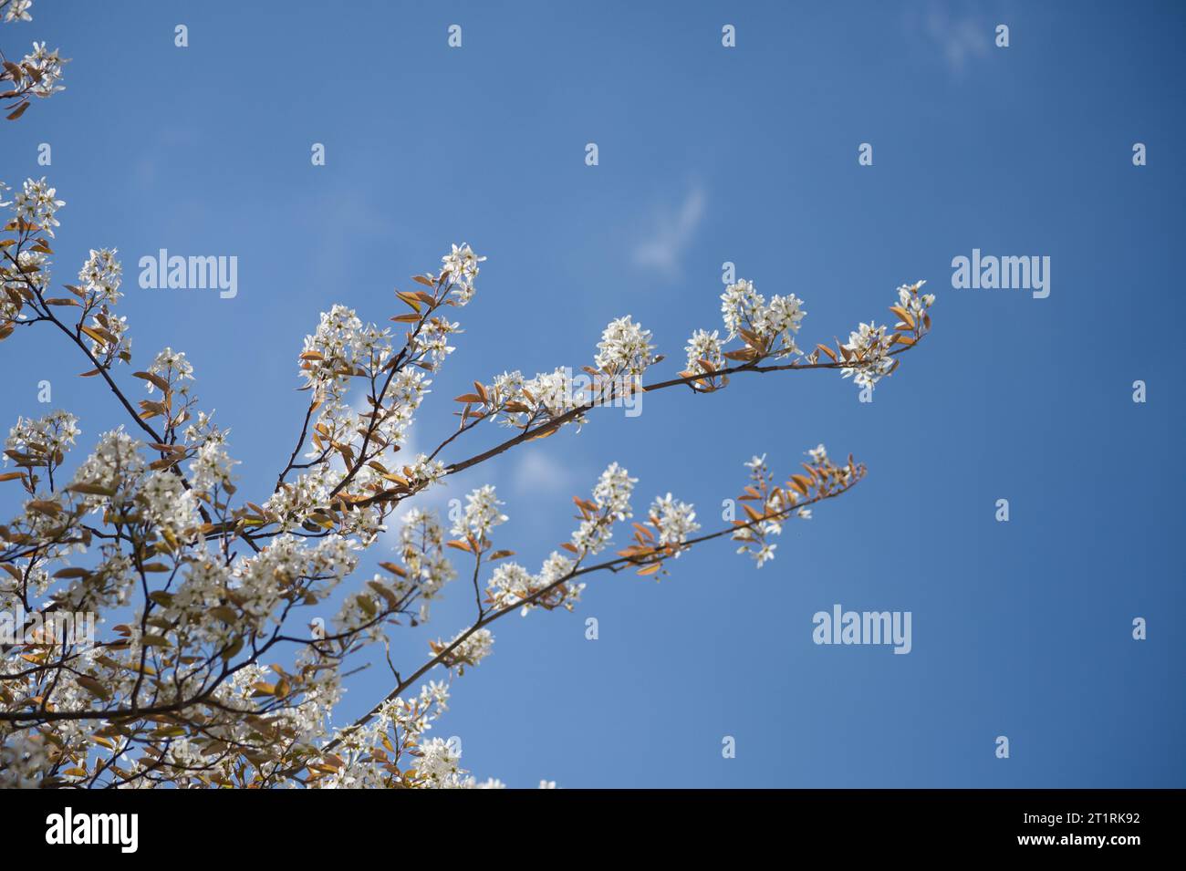 Blühender Baum im Frühling Foto Stock