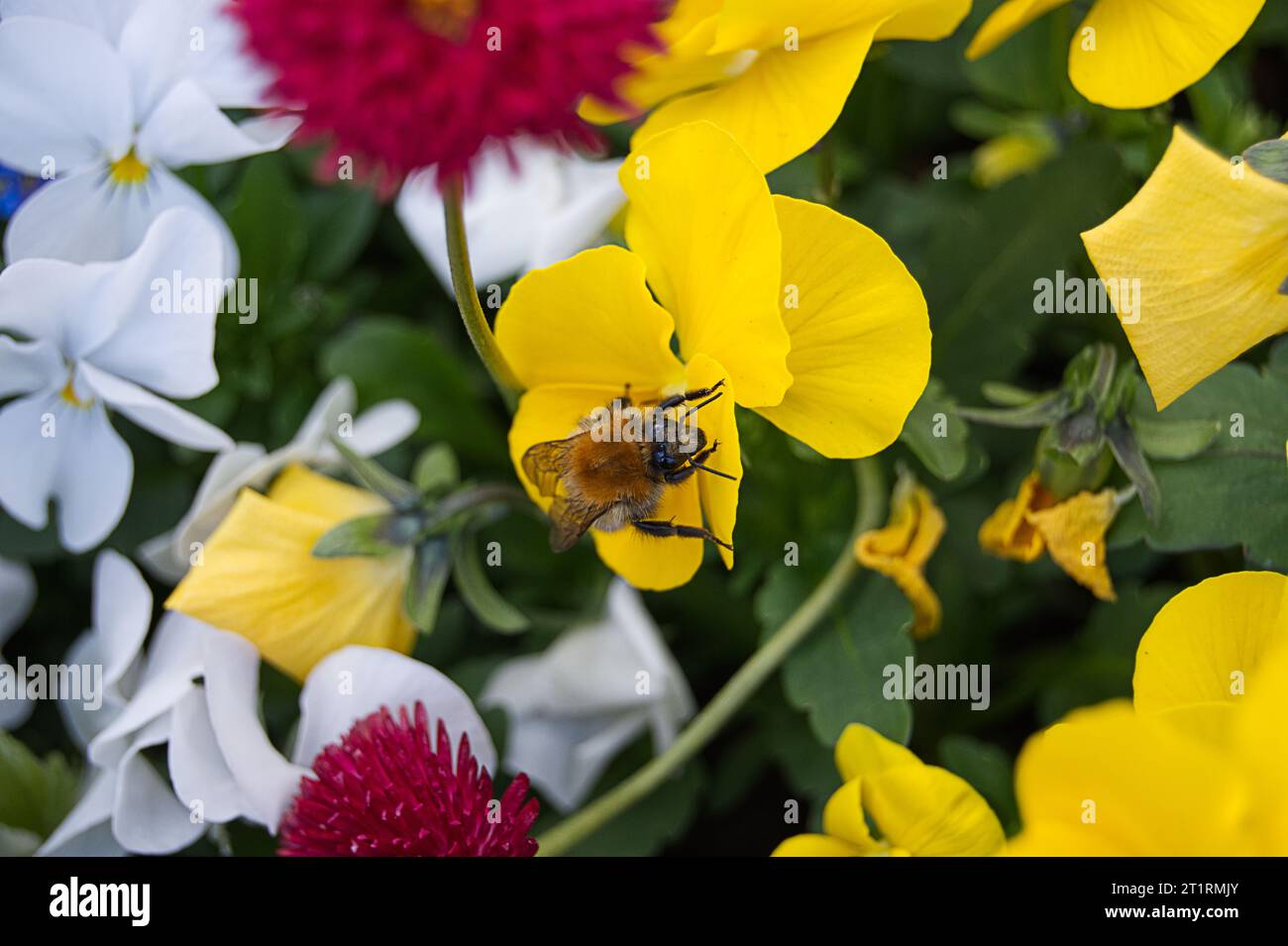 Insekt auf gelber Blume Foto Stock