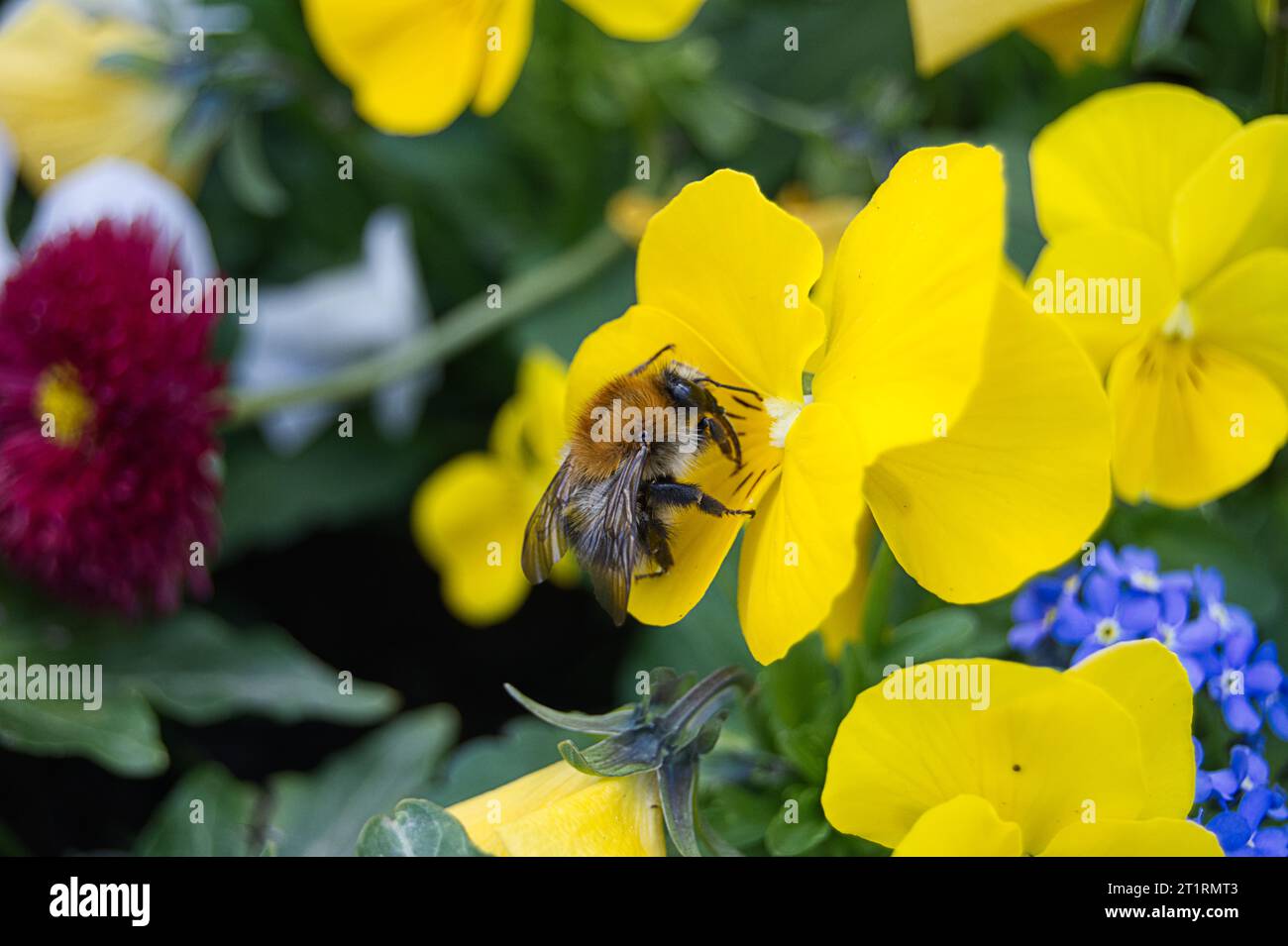 Insekt auf gelber Blume Foto Stock