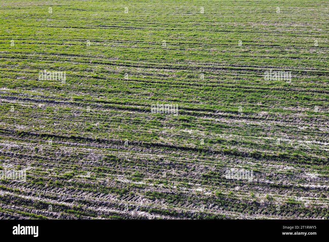 Germogli di cereali su un campo agricolo, vista aerea. Germogli nel campo come sfondo. Foto Stock