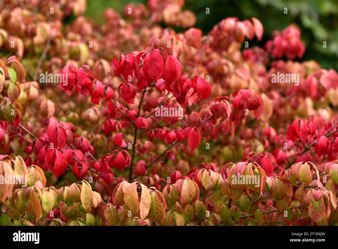 Le foglie di autunno cremisi di Euonymus alatus Winged Spindle. Foto Stock