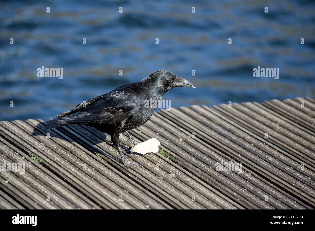 Crow ha fotografato mangiando accanto al lago del parco acquatico di sale. Foto Stock