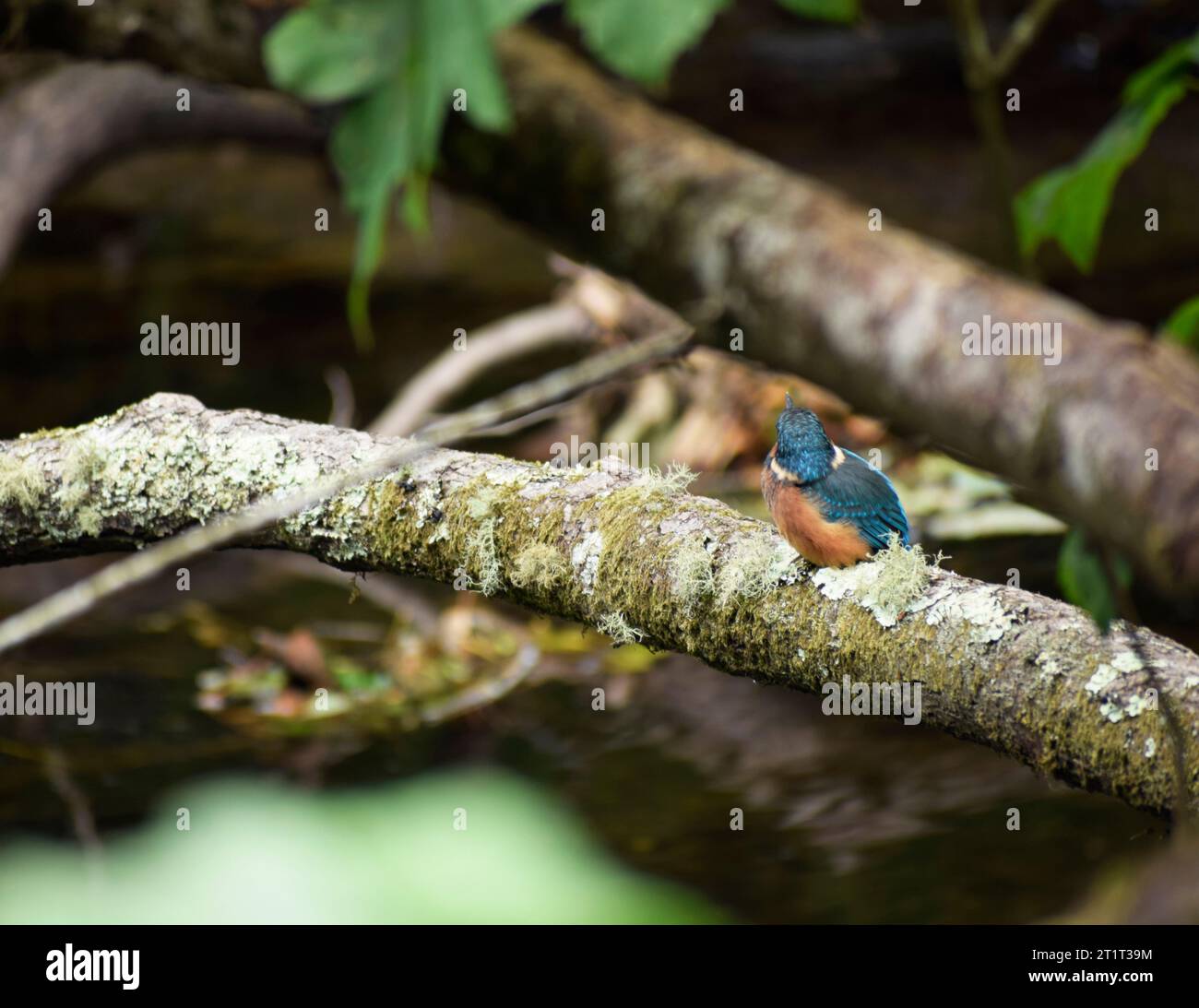 KingFisher arroccato su un ramo di alberi - Cornovaglia, Regno Unito Foto Stock