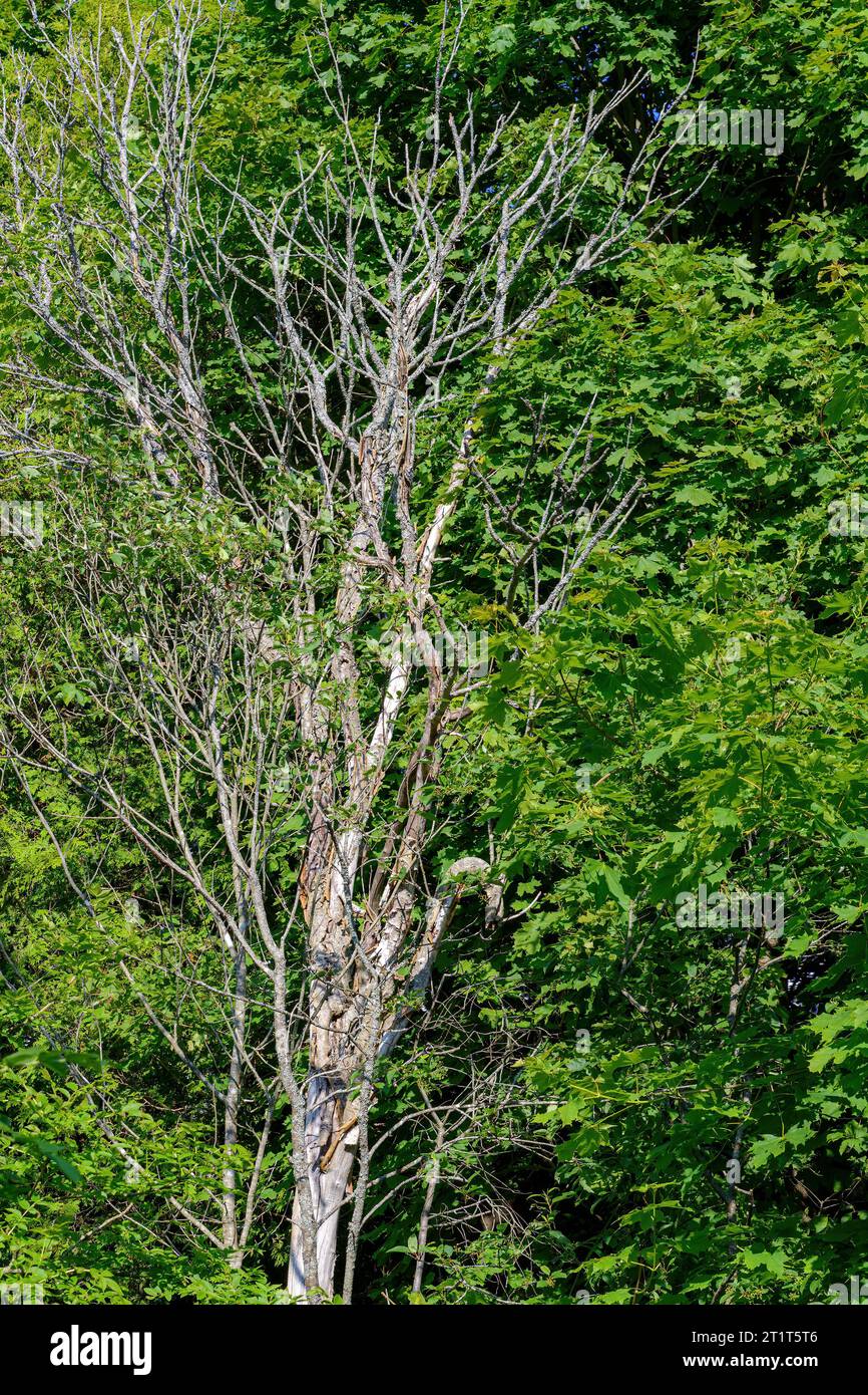 Un albero morto in piedi con alberi verdi e viventi. Foto Stock