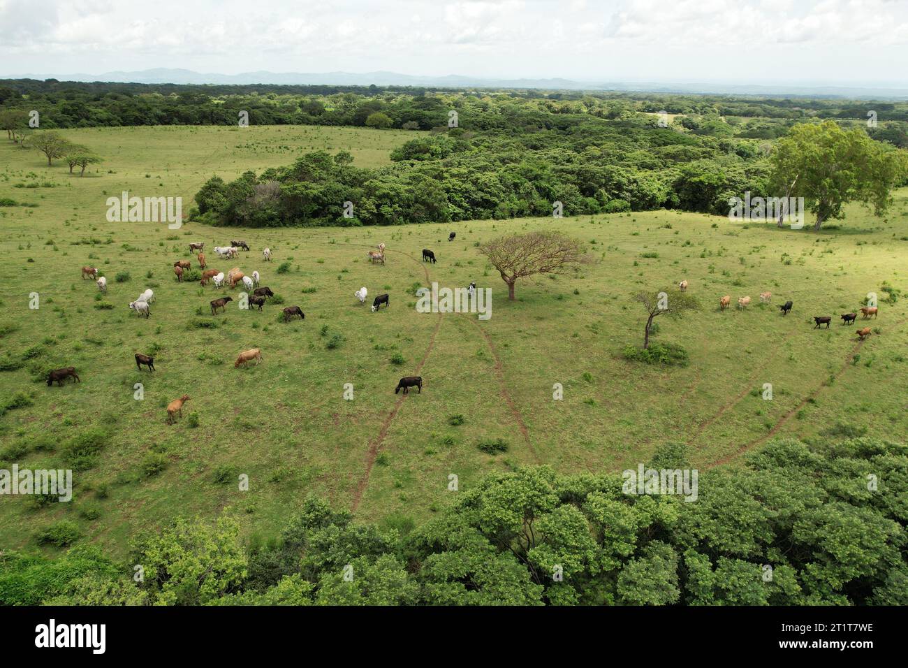 Tori e mucche su sfondo verde prato vista aerea droni Foto Stock