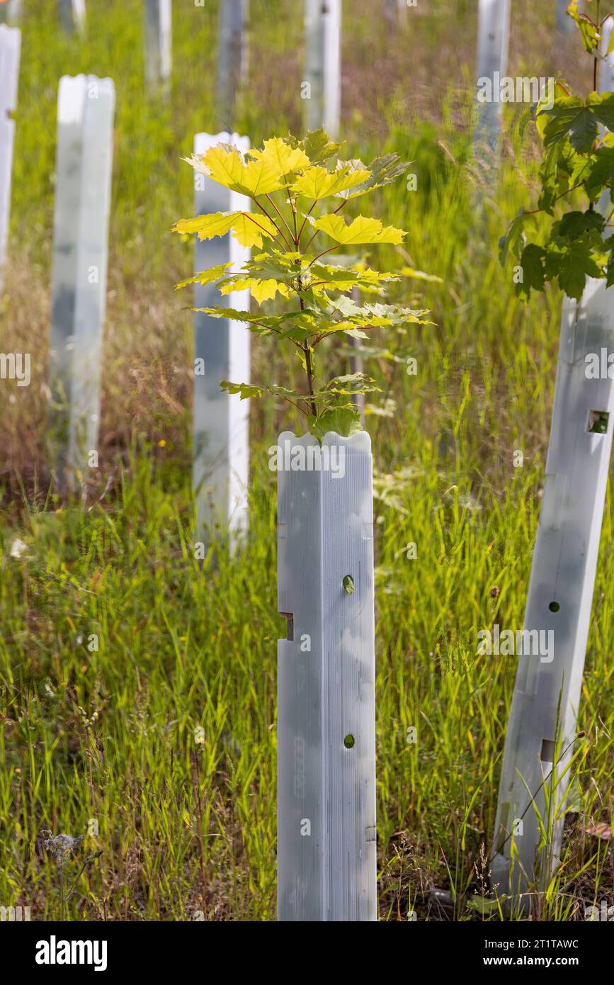 rinaturazione e reimpianto di una foresta Foto Stock