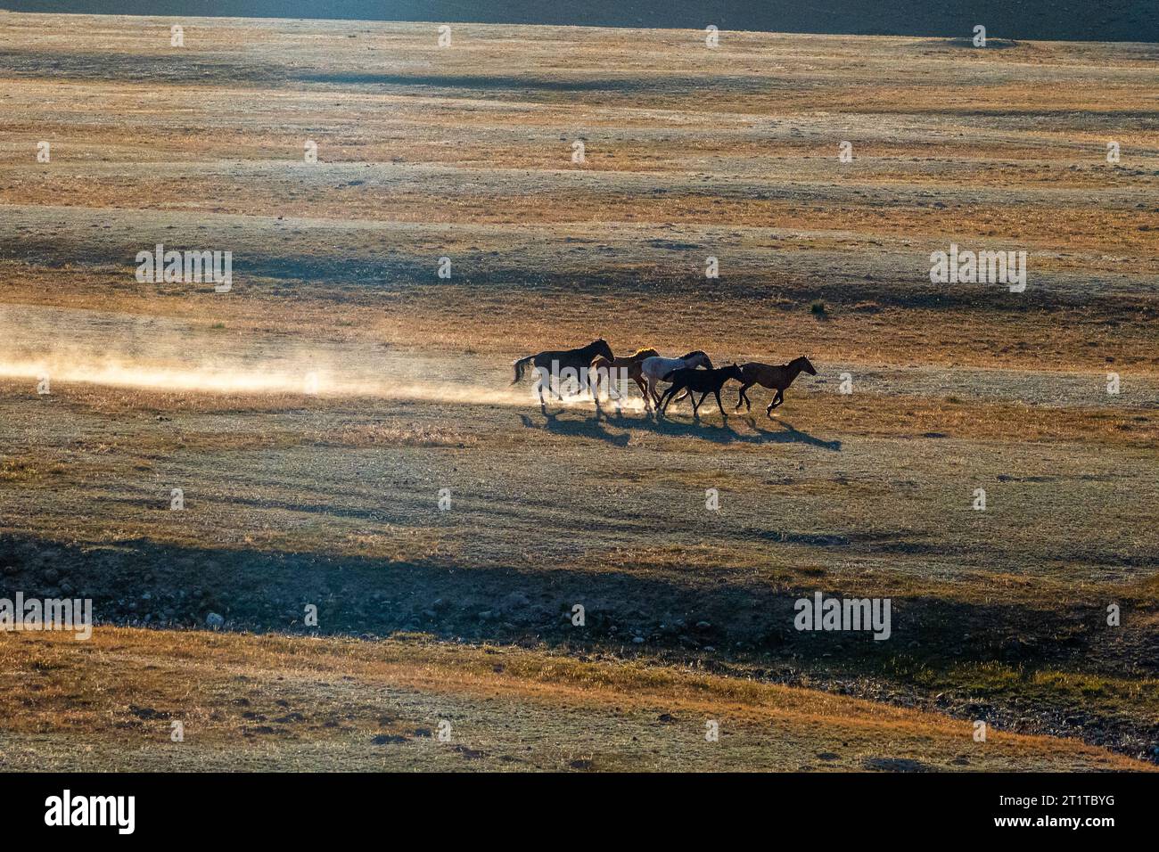 Mandria di cavalli galoppi nelle steppe del Kirghizistan Foto Stock