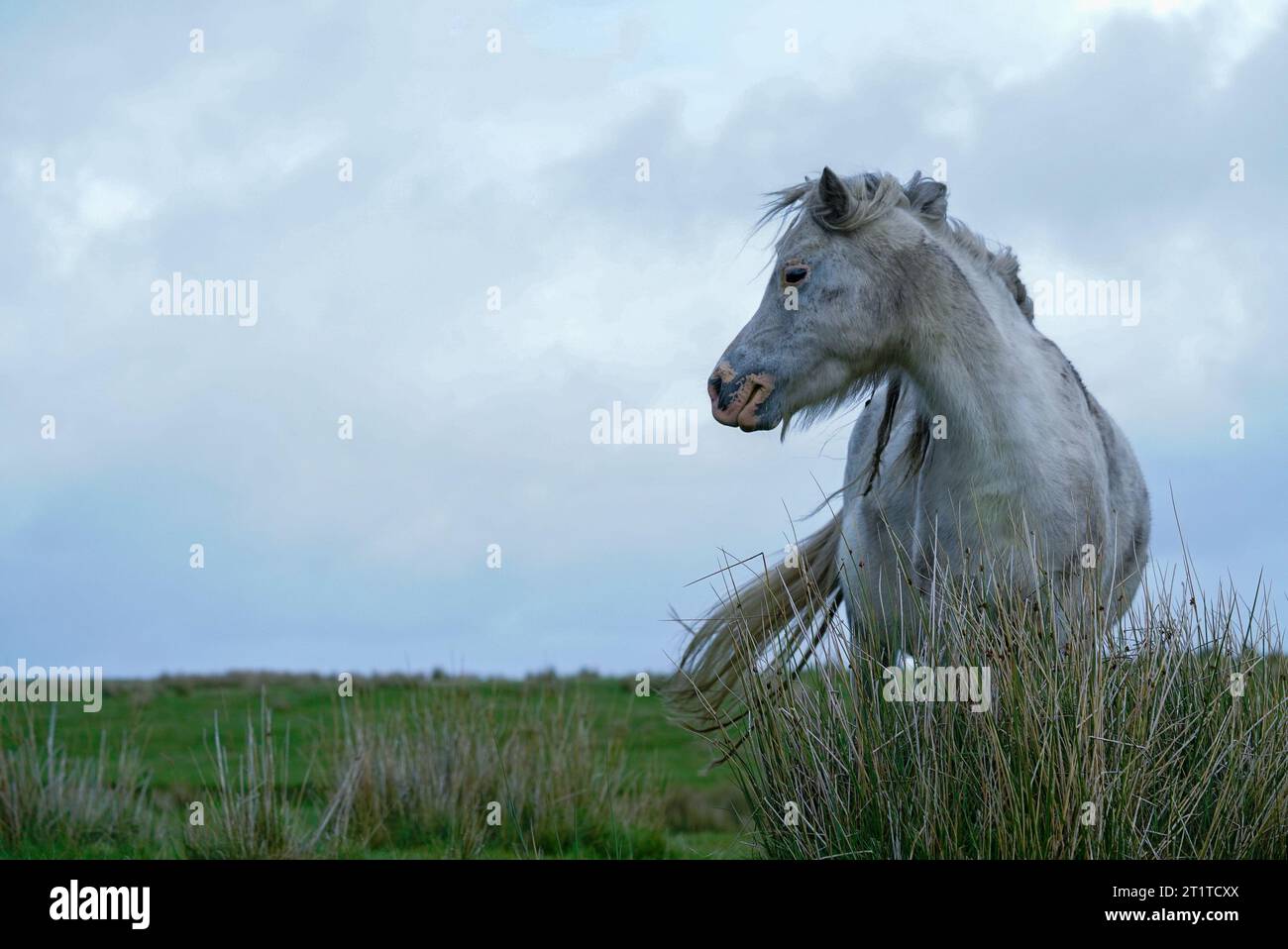 Albino White-Grey Wild Horse si affaccia direttamente sul lontano paesaggio del Galles del Sud Foto Stock
