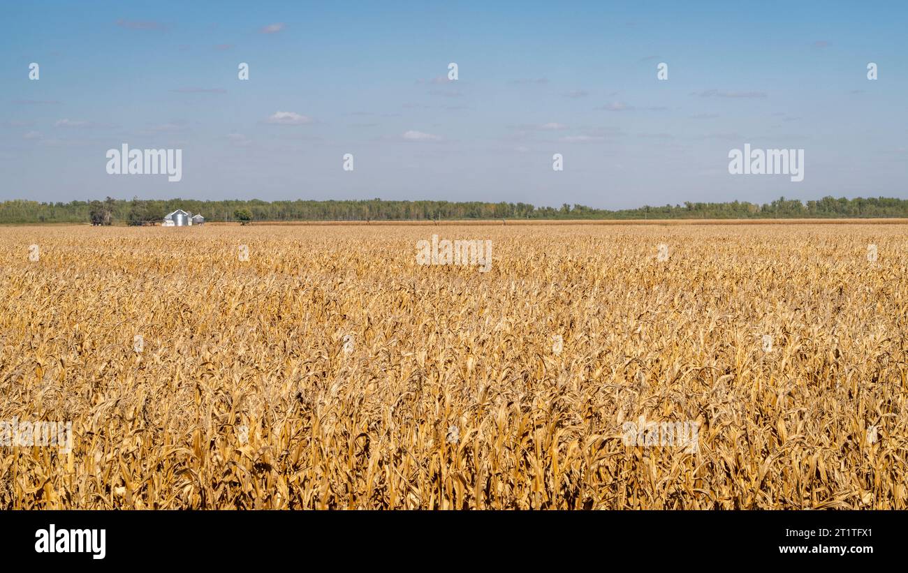 Campo di mais pronto per il raccolto nella valle del fiume Missouri vicino a Peru, Nebraska Foto Stock